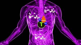 Opdivo nivolumab the Immunotherapy Cancer Treatment [upl. by Vey]