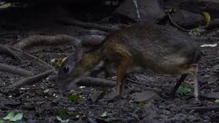 Lesser Oriental Chevrotain Tragulus kanchil Birds Hide Kaeng Krachan Thailand 20 Sept 2024 [upl. by Enneirdna]