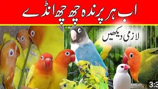 how to increase egg laying of lovebird formula [upl. by Ott102]