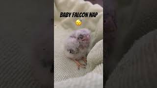 American Kestrel at roughly two weeks old falconry americankestrel [upl. by Reyaht233]