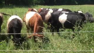 Grass Fed Belted Galloway Cows eating in Pasture Upstate NY [upl. by Tigram737]