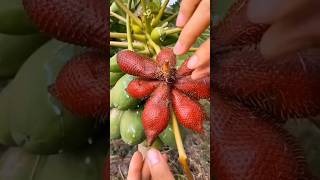 paid promotion available Tasty salak fruit cutting 😋🥰🍊🍑🍌🍉🥑262shorts fruitsworld [upl. by Ila470]