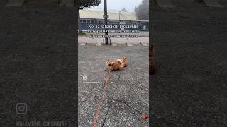 norwich собака norwichterrier норвич pets puppy funnydogs [upl. by Ellett]