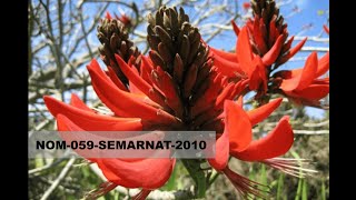 Árbol del Colorín Erythrina coralloides importancia y problemática con Specularius impressiothorax [upl. by Yecaj]