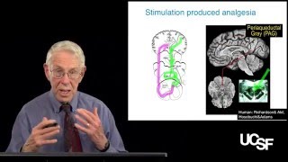 Howard Fields MD PhD The Placebo Effect Part 3 Neural Mechanisms of Pain Relief [upl. by Kovacs]