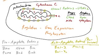 Apoptosis The Intrinsic Pathway part 1 [upl. by Nyrok]