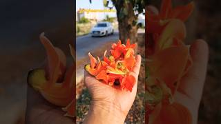 पलाश के फूल🌼Palash flowers Butea monosperma 😱 [upl. by Season]