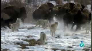 Grandes documentales Lobos contra bufalos [upl. by Netsrik]