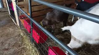 The little Goats are playing after a visit to the Vet [upl. by Buchalter]