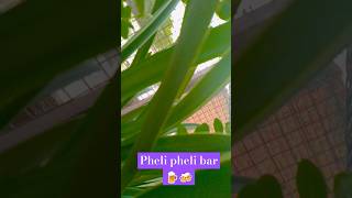 Pheli pheli bar mhhobat hui h  love bollywood music bolywoodmusic [upl. by Llednav]