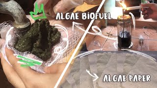 ALGAE AS BIOFUEL AND RECYCLED PAPER [upl. by Eisserc]