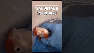 le pou de la carpe 😱 sauvetage dun poisson japonais parasité par un argulus [upl. by Georgeta]