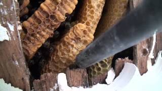 Abeilles Déloger une colonie installée en sous toiture Honey bee colony removal [upl. by Ihcas542]