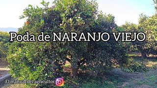 Poda de NARANJO VIEJO 🍊 [upl. by Miksen]