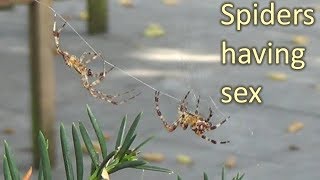 Mating corss spiders European garden spiders caught on camera [upl. by Yeltihw649]