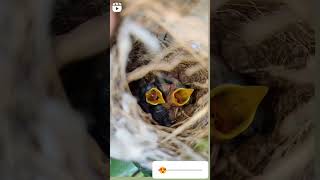 Nestlings birdsmotherlove baby chicks nest viralvideo like share [upl. by Ellegna600]