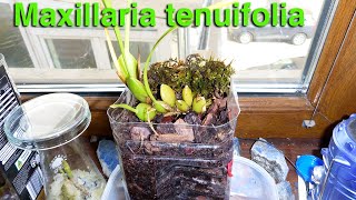 Maxillaria tenuifolia The Coconut Orchid Growing Indoors [upl. by Kcinemod732]