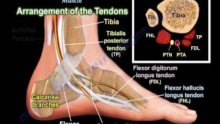 Anatomy Of The Flexor Hallucis Longus Muscle  Everything You Need To Know  Dr Nabil Ebraheim [upl. by Kirschner143]