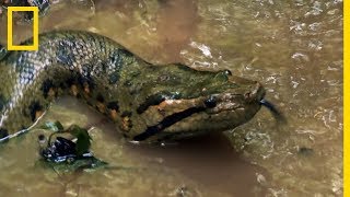 Limpressionnant anaconda vert plus gros serpent de la planète [upl. by Htebirol]