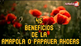 45 Beneficios de la Amapola o Papaver rhoeas [upl. by Simaj617]