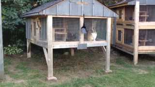 How to Build a Rabbit Hutch update [upl. by Postman]