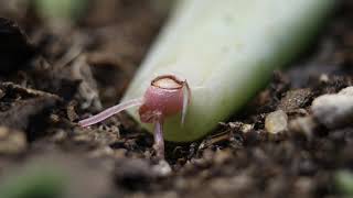 Echeveria Succulent Propagation Root Growth Time Lapse  4k [upl. by Nas176]