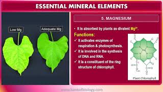 Mineral nutrition  Part 1 Hydroponics Essential Mineral elements [upl. by Elleimac]