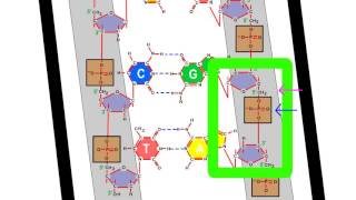 Estrutura do DNA  Pareamento das bases nitrogenadas e ligação fosfodiéster [upl. by Anelrihs601]