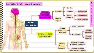 Sistema nervioso  Fácil y didáctico [upl. by Abagael]