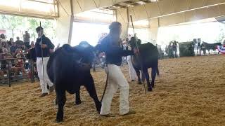 Alameda County Fair Livermore FFA Market Beef Class 1 7423 [upl. by Ttekcirc873]