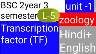 BSC 2nd year 3 semester zoology topic Transcription factor TF [upl. by Ojyram]