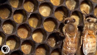 Honey Bees Make Honey  and Bread  Deep Look [upl. by Prior225]