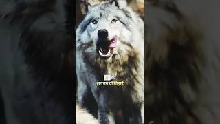 predatory wolf attacks  wolf attacks dog  wolfattacks wolffight shorts viralshort trendingsho [upl. by Llertram]