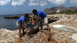 Da rifiuto a risorsa La nuova vita della Posidonia [upl. by Gonta]