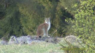 LODJUR Lynx Lynx Eurasian lynx Klipp  342 [upl. by Dael]