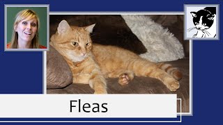 Fleas in Cats 2013 [upl. by Hpejsoj]