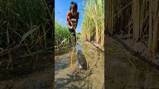 Amazing boy catching big sholfish by Rope Trap in small water ropetrapfishing fishingbytrap [upl. by Nnaytsirk]