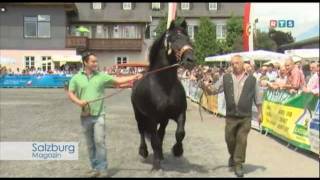 Noriker amp Haflinger Landeshengstschau wwwrtssalzburgat [upl. by Schramke]