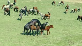 Semental Corindón caballos Encuentro de primavera con yeguas Cavalos 18 [upl. by Aihsena]