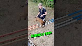 Training Belgian Malinois belgianmalinois pets dogtraining puppy belgianmalinios workingdog [upl. by Yenhoj]