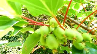 Actinidia arguta [upl. by Berthold]