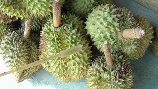 How to tell if Your Durian Fruit is Ripe  Durio Zibethinus  Video [upl. by Adnylem]