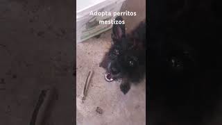 Adopta perritos mestizos negros [upl. by Joannes]