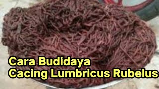 Budidaya Cacing Lumbricus Rubelus [upl. by Edison]