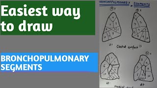 BRONCHOPULMONARY SEGMENTS How to remember bronchopulmonary segments [upl. by Kauppi350]