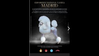 Exposicion Canina MADRID [upl. by Ynaffets107]