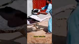 playtime with the beast  bulldog  bully kutta  pitbull shorts viral trending [upl. by Ahsenrat452]