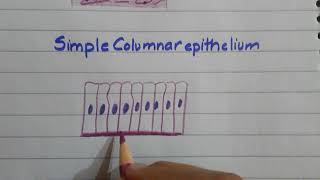 Simple Columnar Epithelium histo diagram [upl. by Abita]