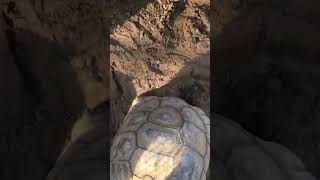 Meet the Majestic Tortoise at the Zoo 🐢 zoo animals animallover tortoise wildlife [upl. by Analrahc]