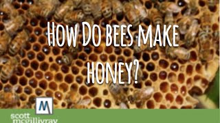 How Do Bees Make Honey [upl. by Sutit440]